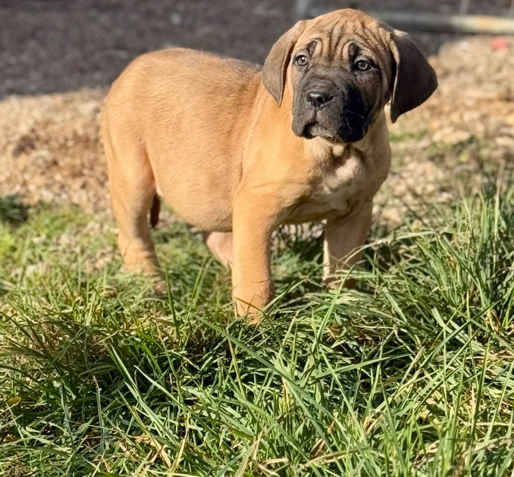 de romane de la fardelle - Chiot disponible  - Cane Corso