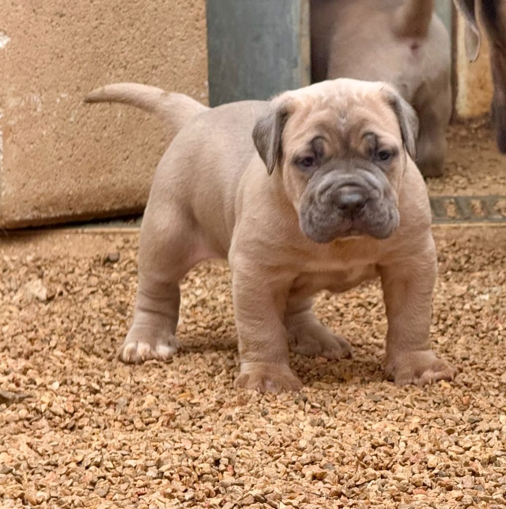 de romane de la fardelle - Chiot disponible  - Cane Corso