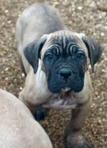 de romane de la fardelle - Chiot disponible  - Cane Corso