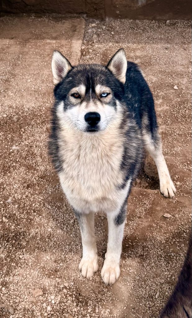 Tayc de L'Esprit d'Oréline