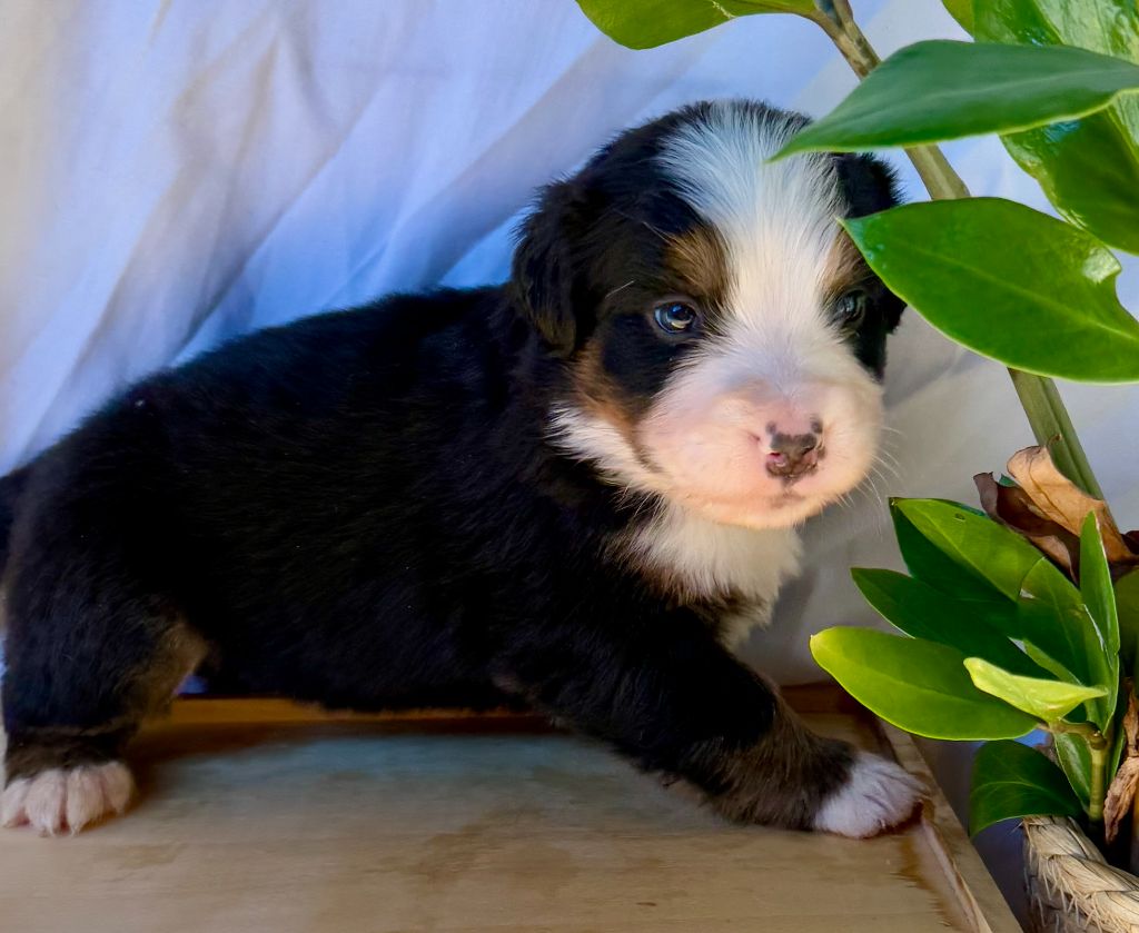 de romane de la fardelle - Chiots disponibles - Bouvier Bernois