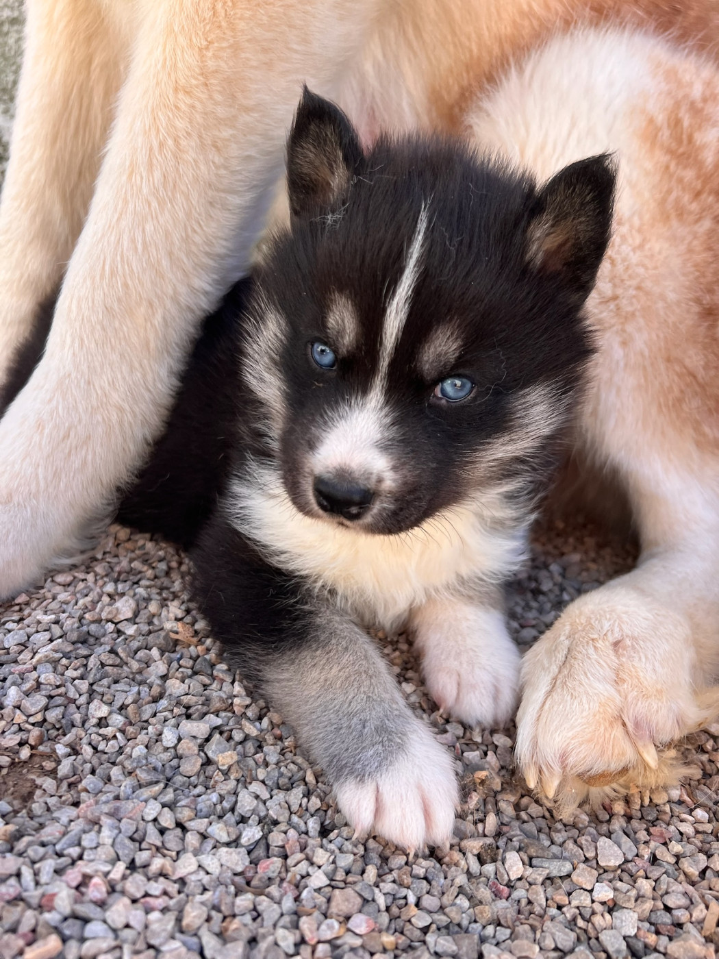 de romane de la fardelle - Chiots disponibles - Siberian Husky