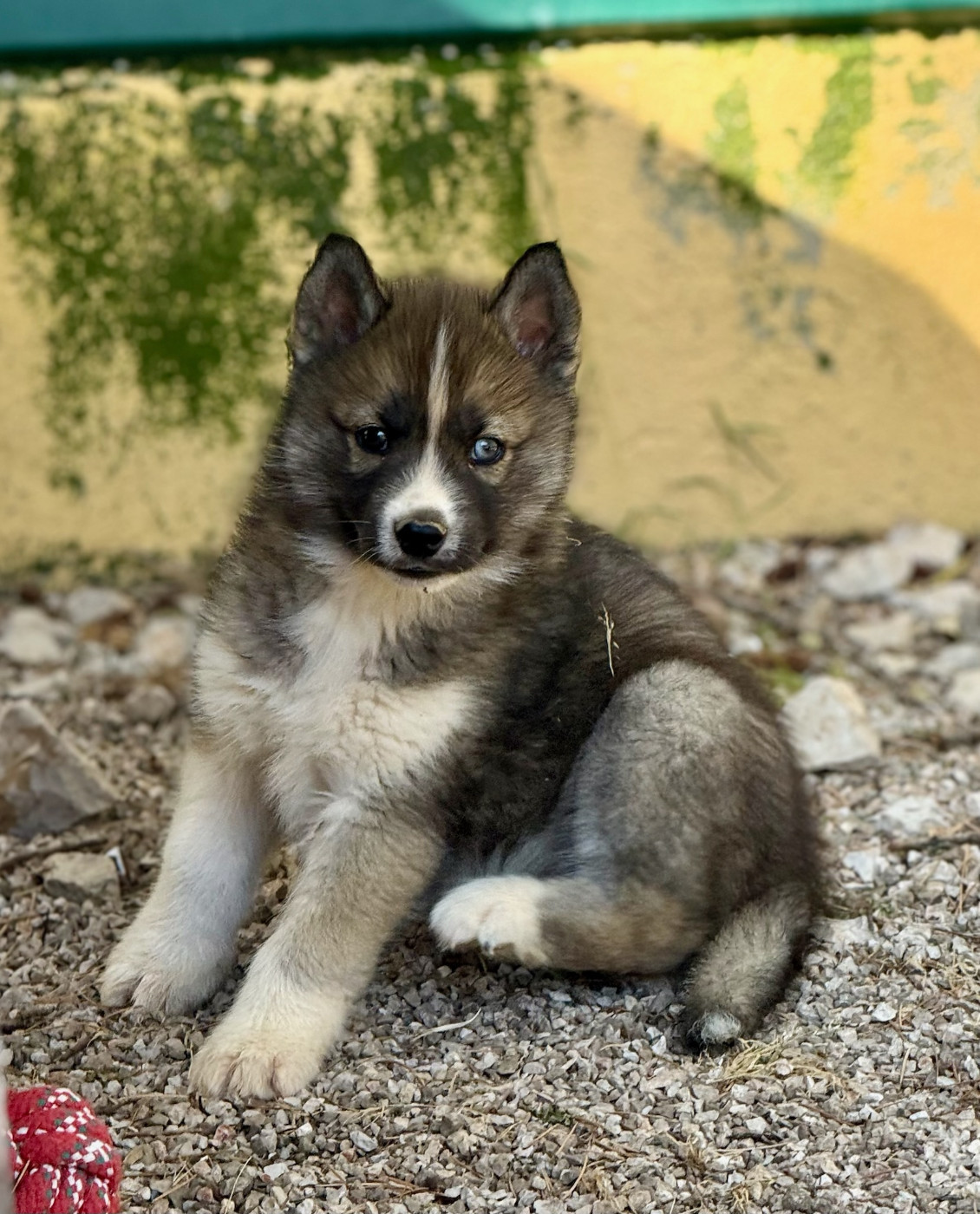 de romane de la fardelle - Chiots disponibles - Siberian Husky