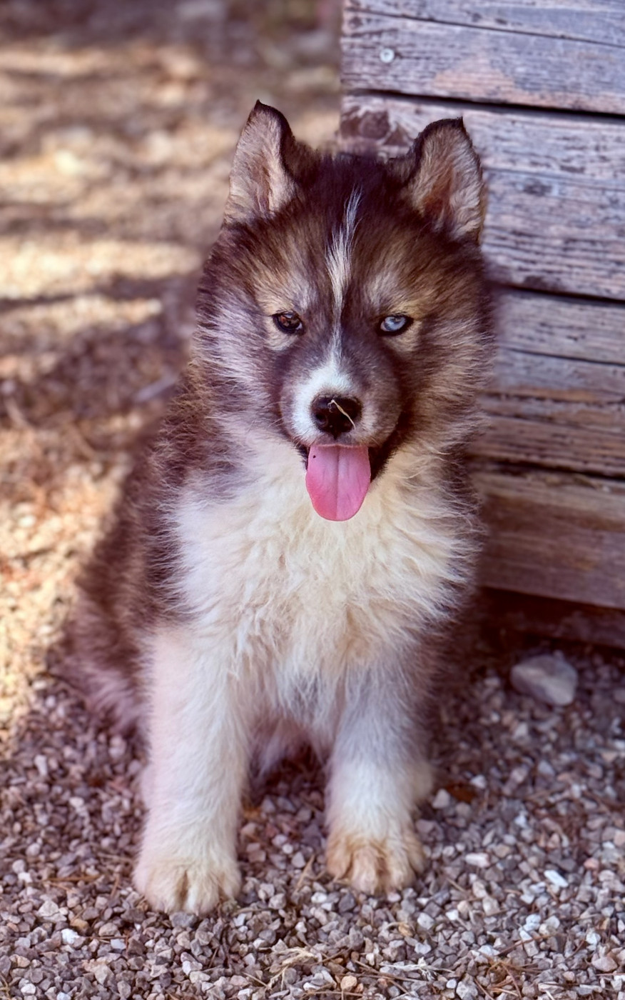 de romane de la fardelle - Chiots disponibles - Siberian Husky
