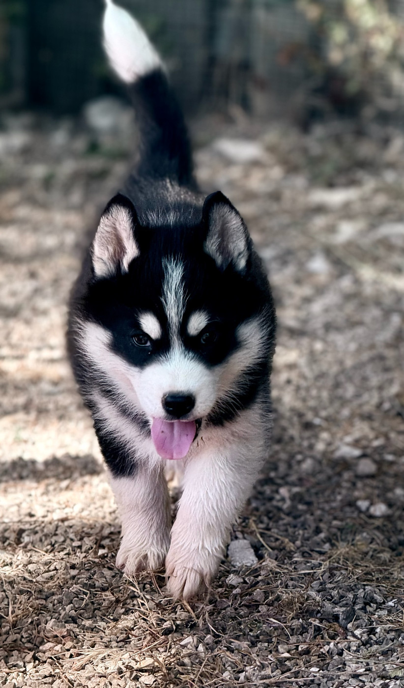 de romane de la fardelle - Chiots disponibles - Siberian Husky