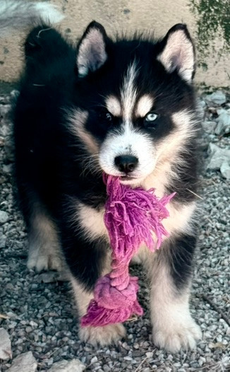 de romane de la fardelle - Siberian Husky - Portée née le 20/04/2026