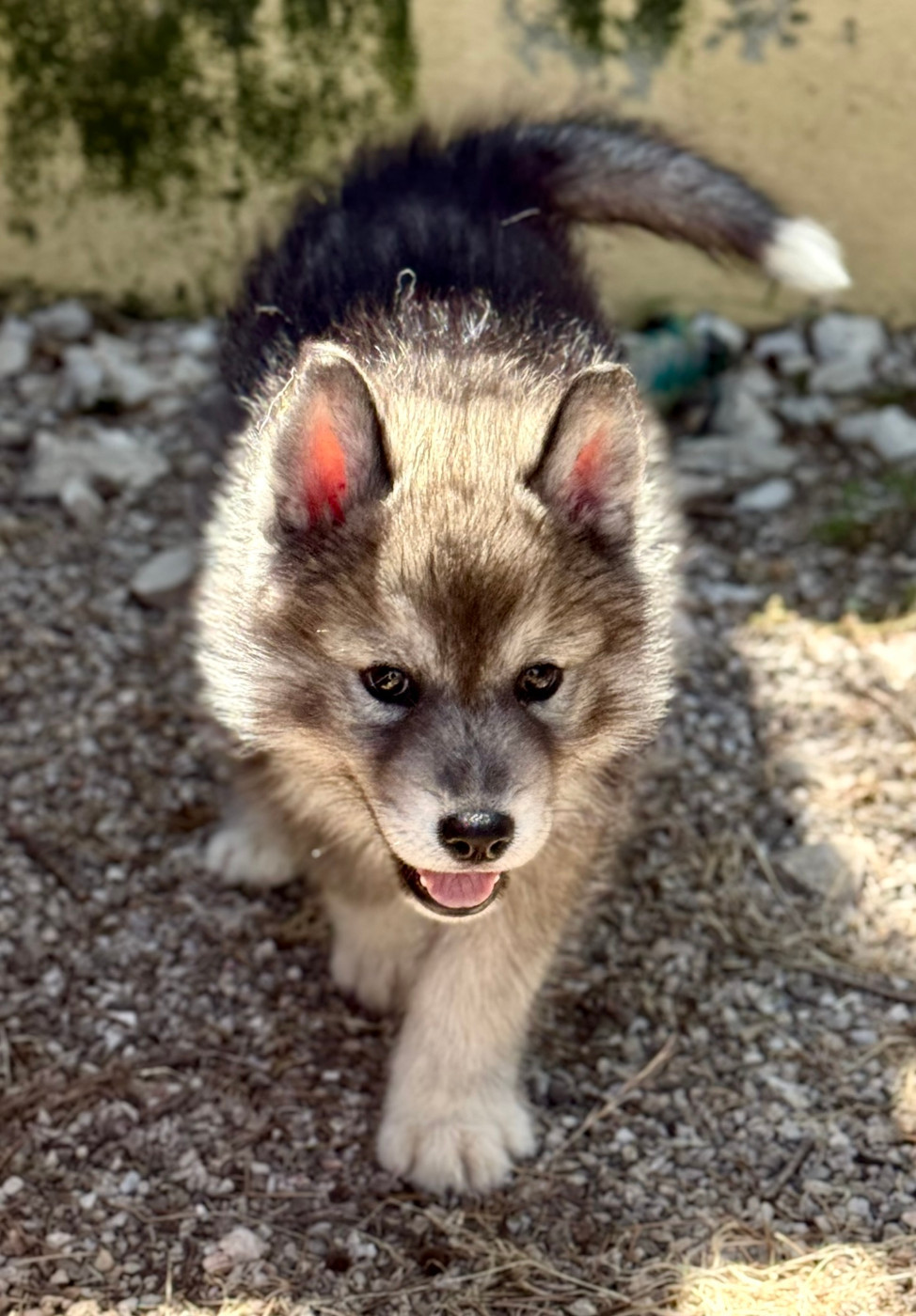 de romane de la fardelle - Chiots disponibles - Siberian Husky