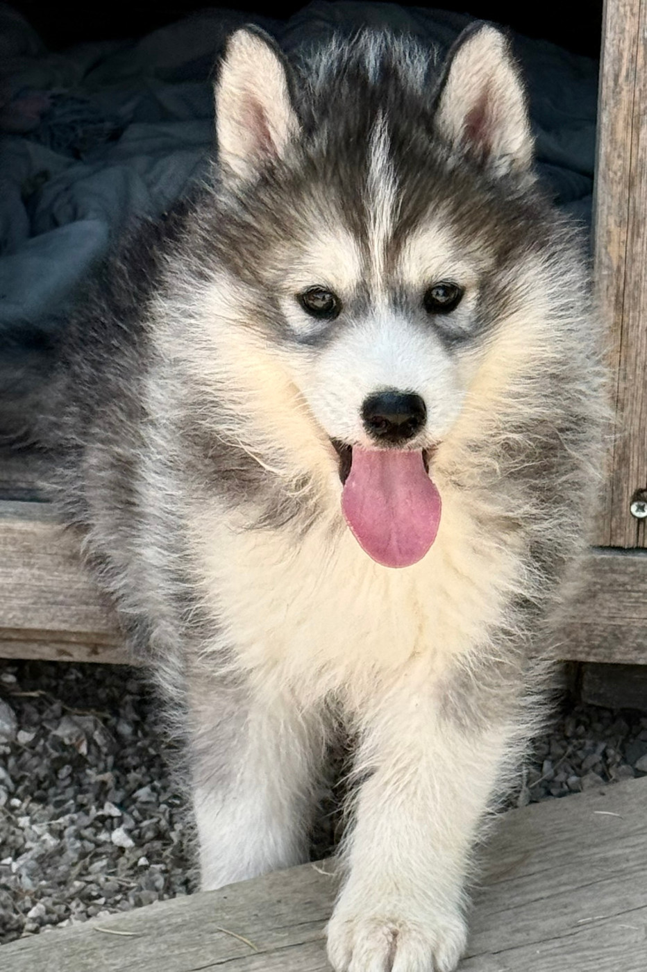 de romane de la fardelle - Chiots disponibles - Siberian Husky