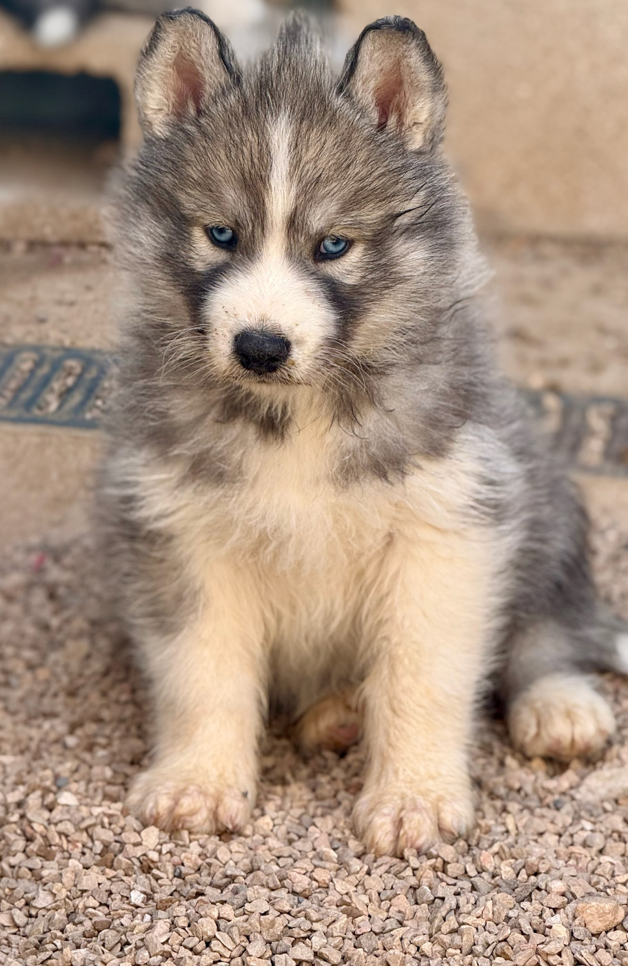 de romane de la fardelle - Chiots disponibles - Siberian Husky