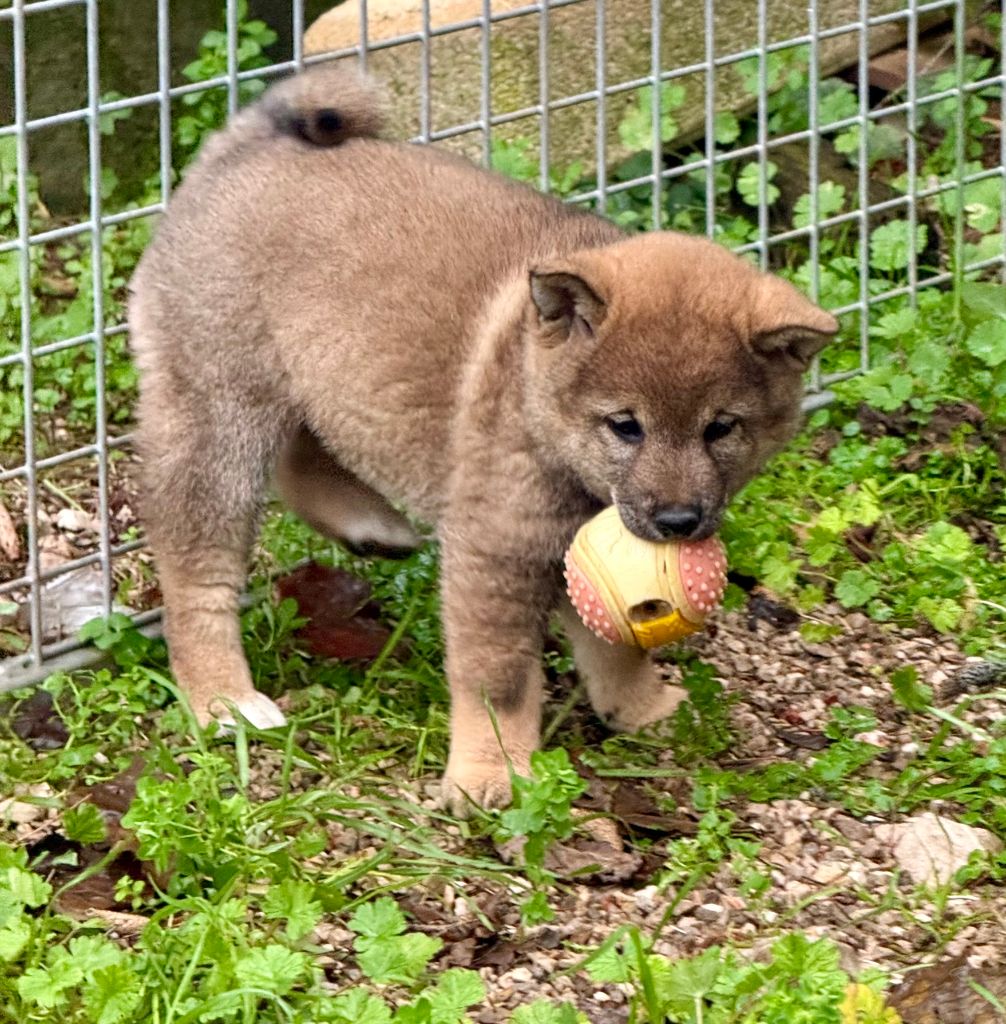 de romane de la fardelle - Chiots disponibles - Shiba