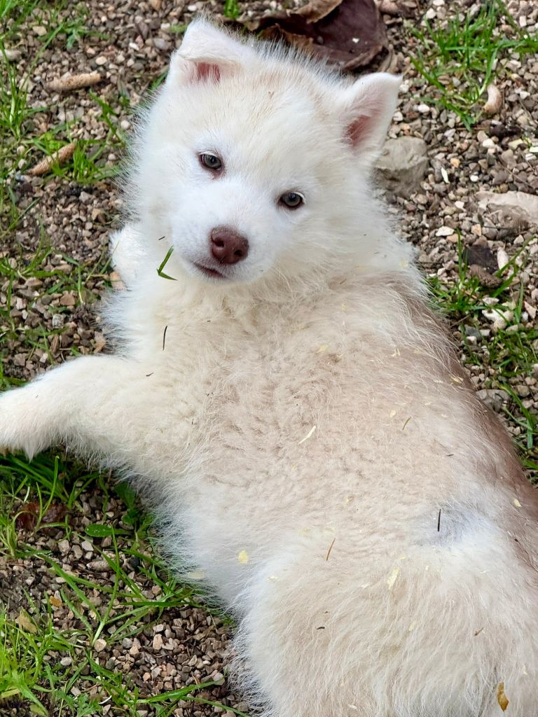 de romane de la fardelle - Chiots disponibles - Siberian Husky