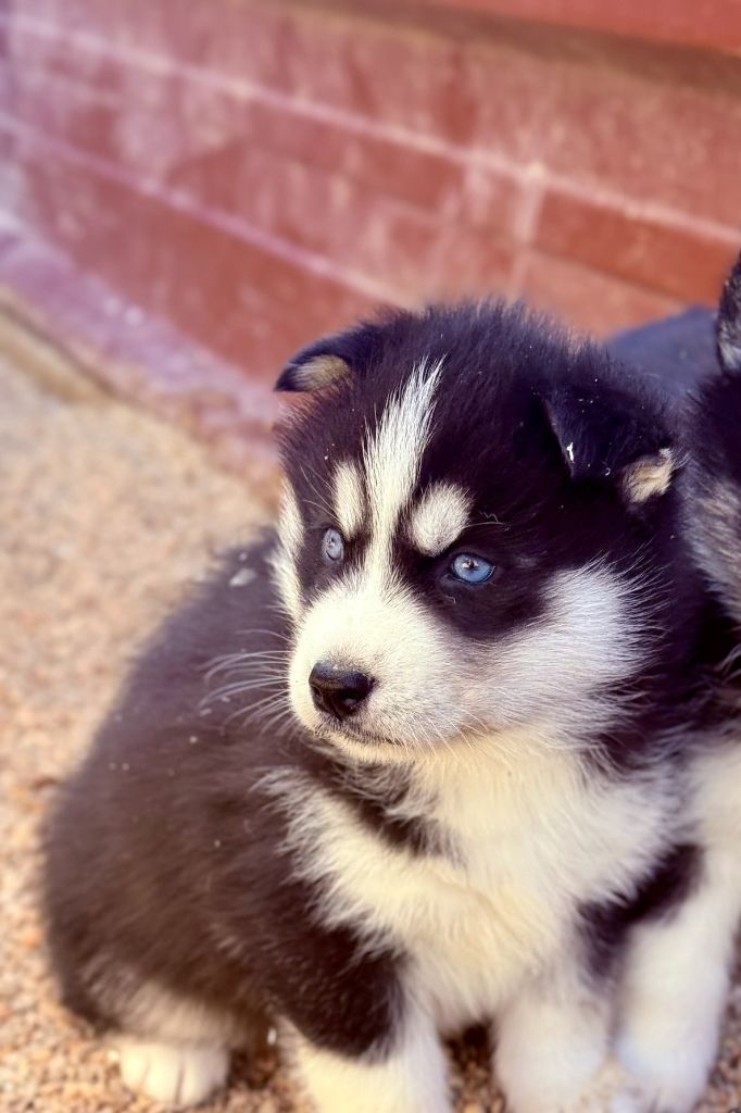 de romane de la fardelle - Chiots disponibles - Siberian Husky