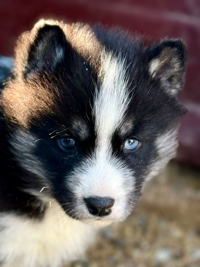 de romane de la fardelle - Chiots disponibles - Siberian Husky