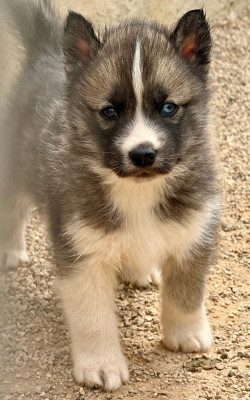 Chiot N°1