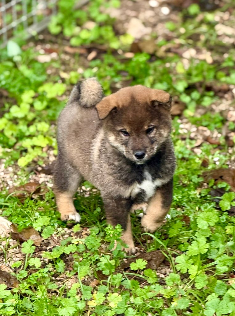 de romane de la fardelle - Chiots disponibles - Shiba