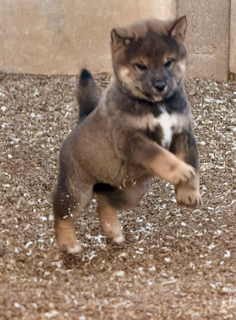de romane de la fardelle - Chiots disponibles - Shiba