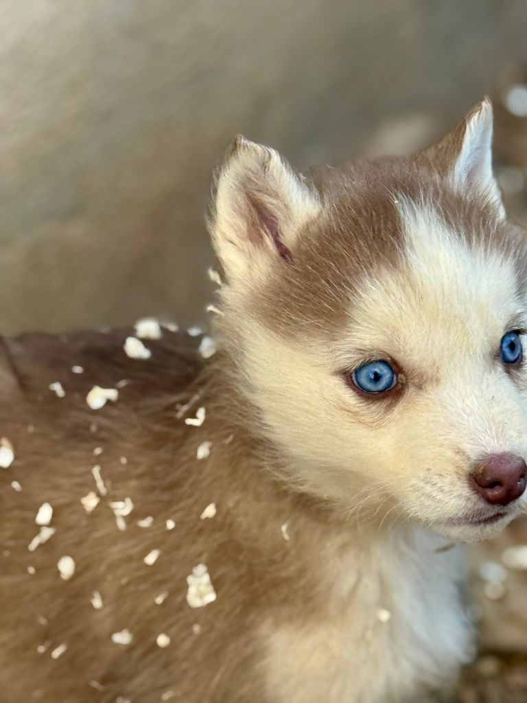 de romane de la fardelle - Chiots disponibles - Siberian Husky