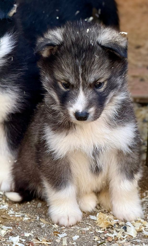 de romane de la fardelle - Chiots disponibles - Siberian Husky