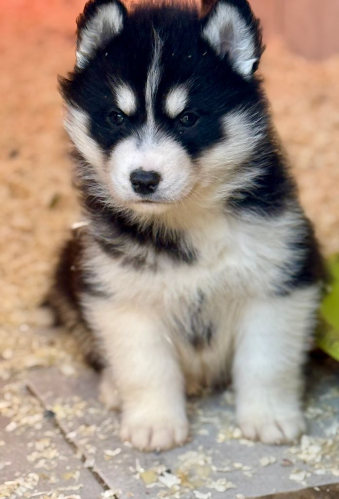 de romane de la fardelle - Chiots disponibles - Siberian Husky
